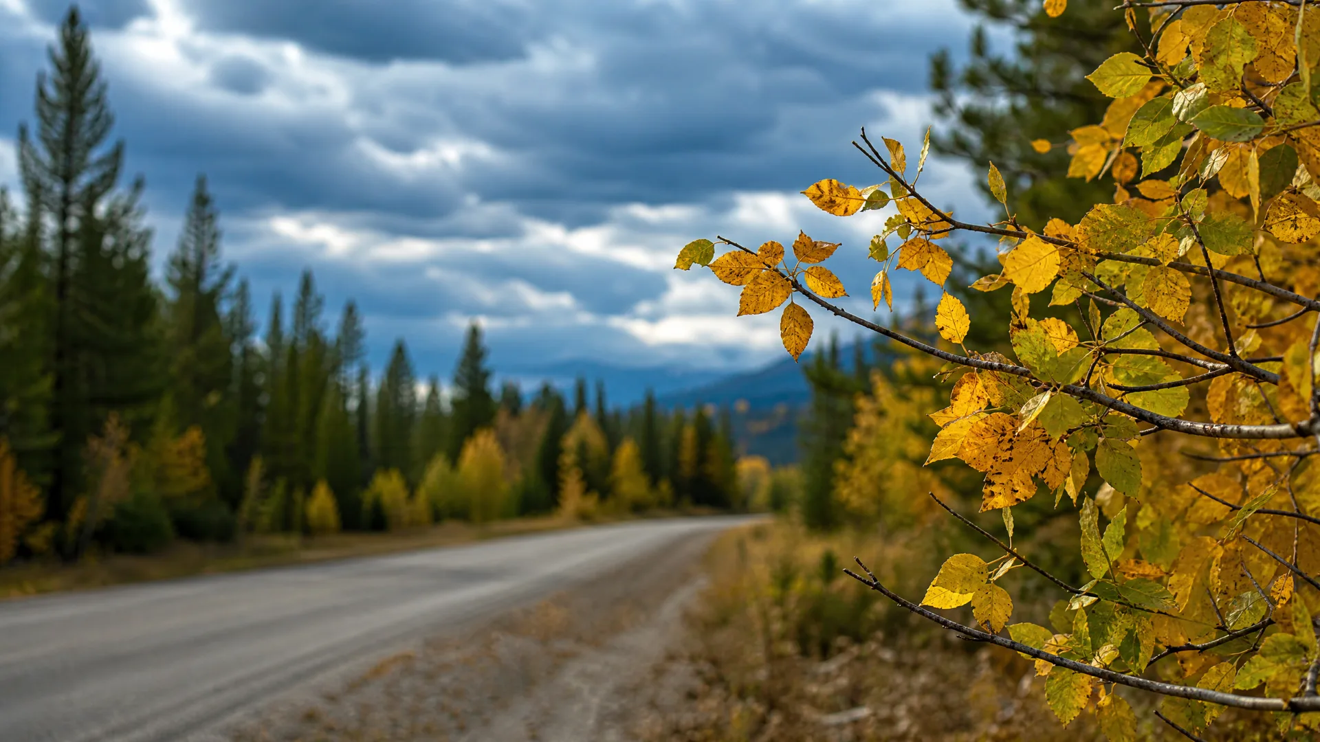 A paved road curves through conifer forest under a cloudy sky with distant mountains, with yellow autumn leaves on branches in sharp focus in the right foreground.